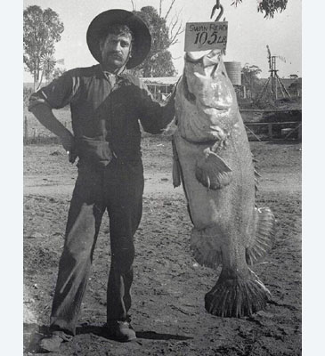 2272_Murray Cod_Maccullochella peelii.jpg